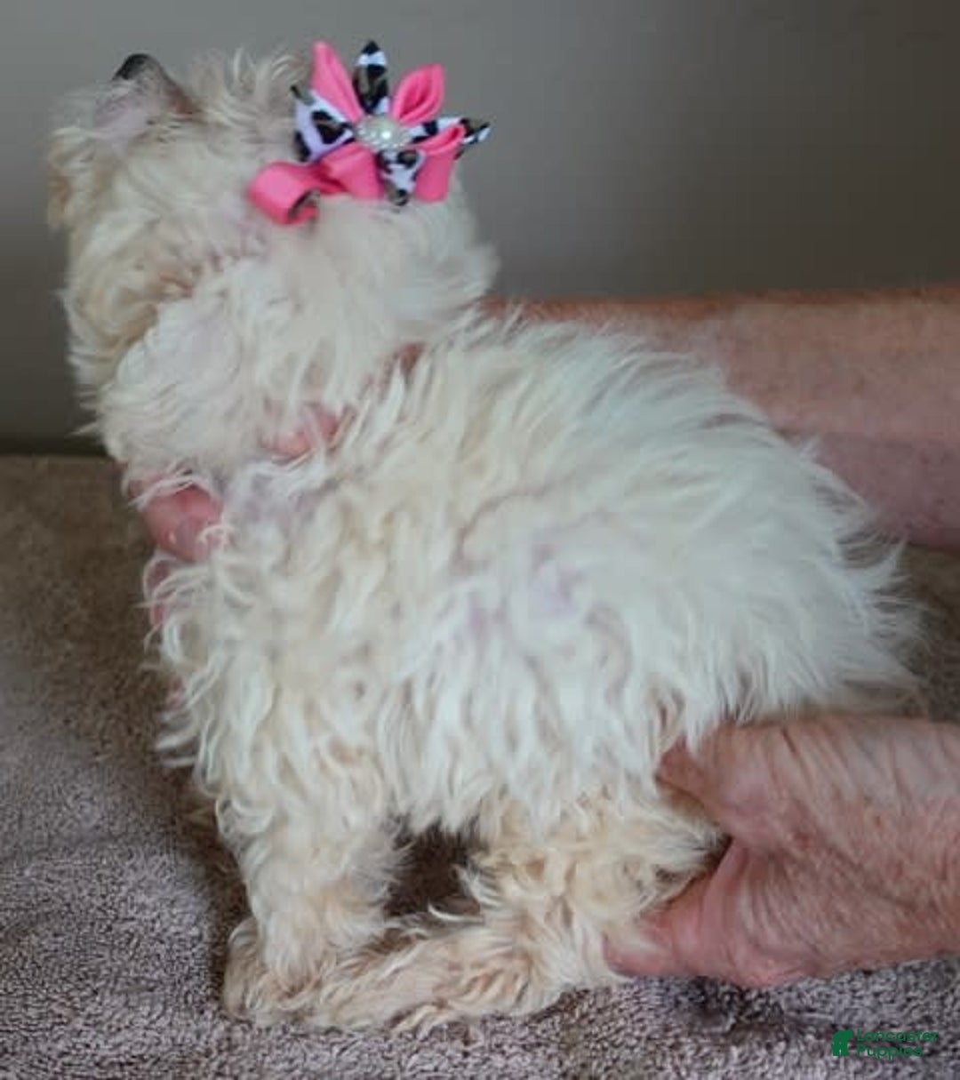 Maltipoo dogs for sale: Amara - Image 20