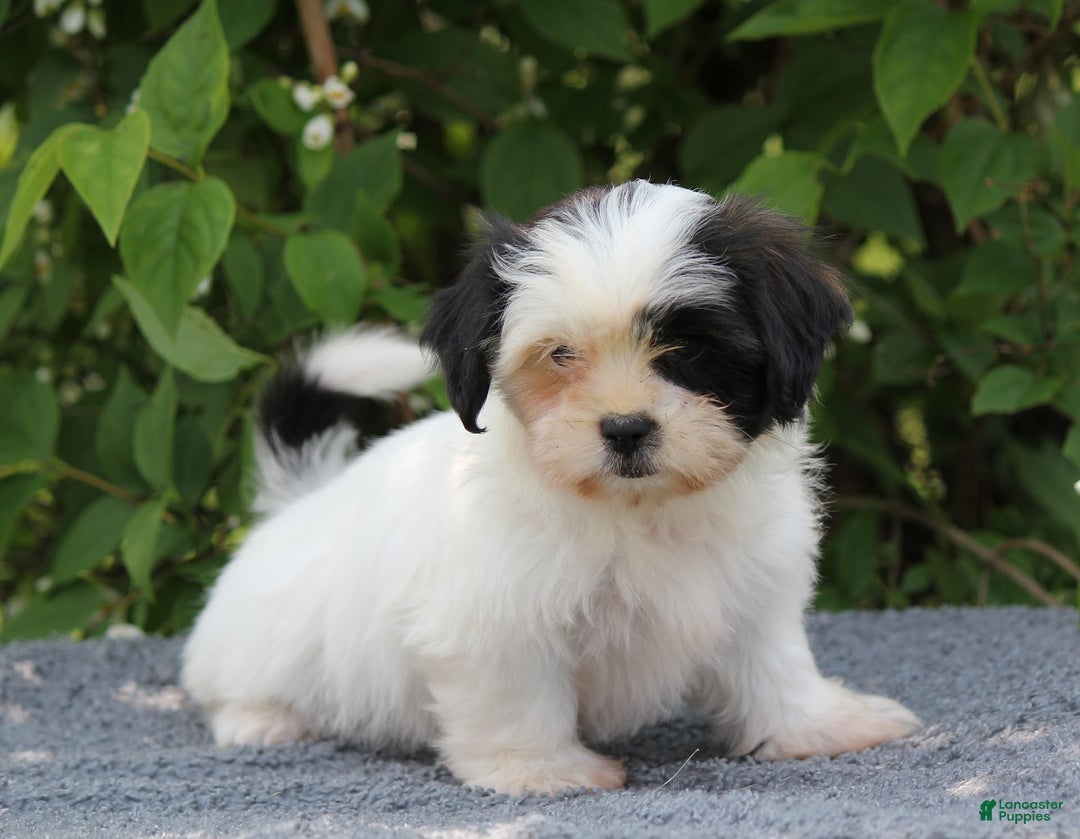 Shihpoo dogs for sale: Delta - Image 1