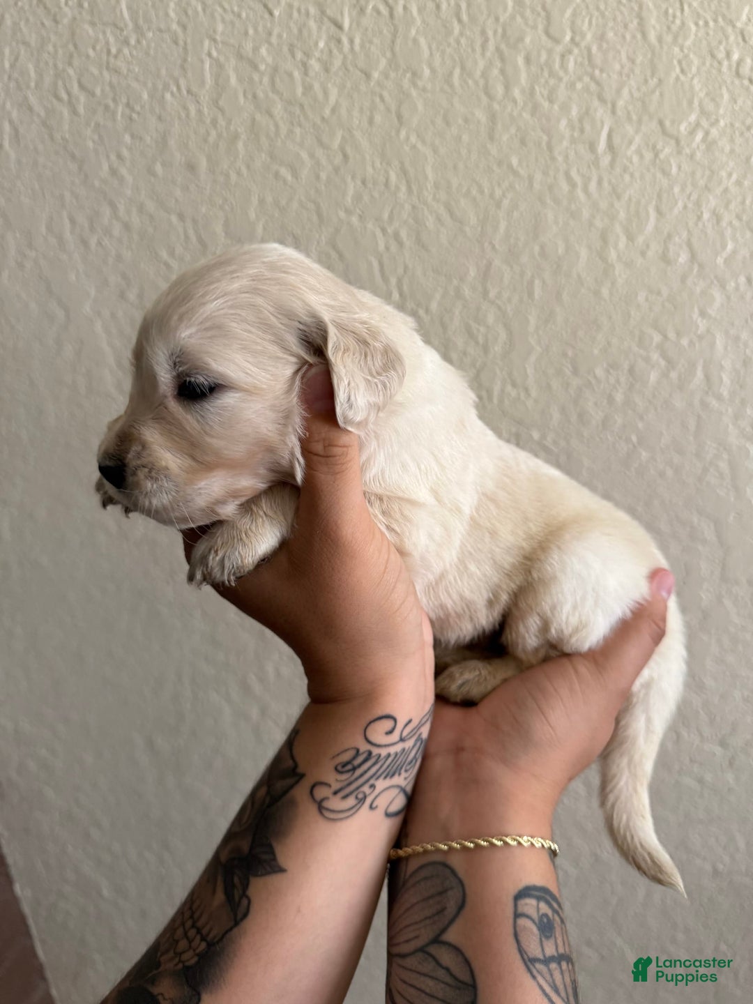 Golden Retriever dogs for sale: Marley - Image 3