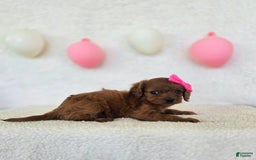Cavapoo dogs for sale: Summer - Image 9