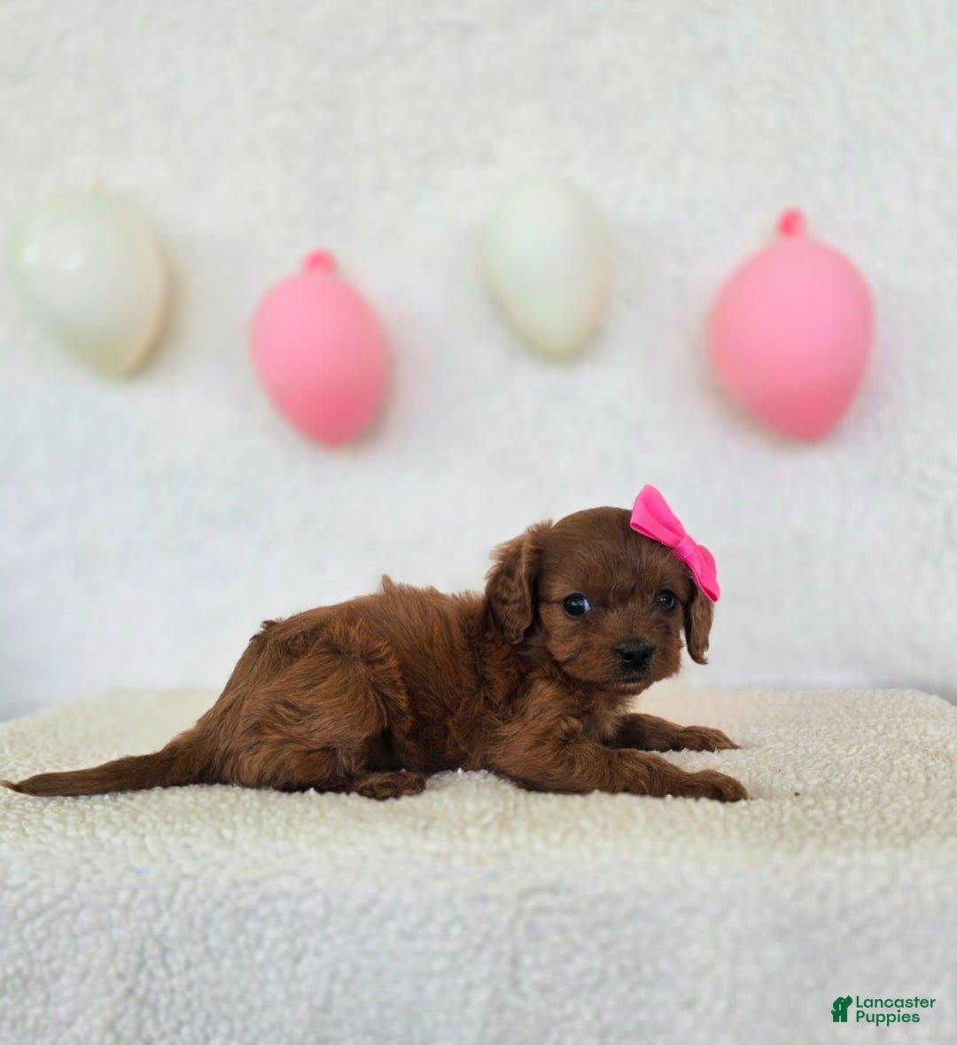 Cavapoo dogs for sale: Summer - Image 9