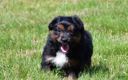 Miniature Australian Shepherd dogs for sale: Natasha - Image 1