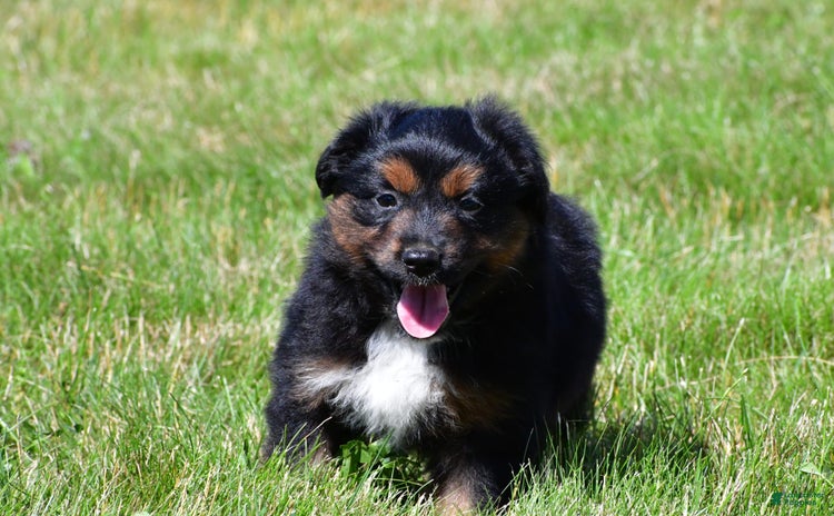 Australian Terrier dogs - Advert 1