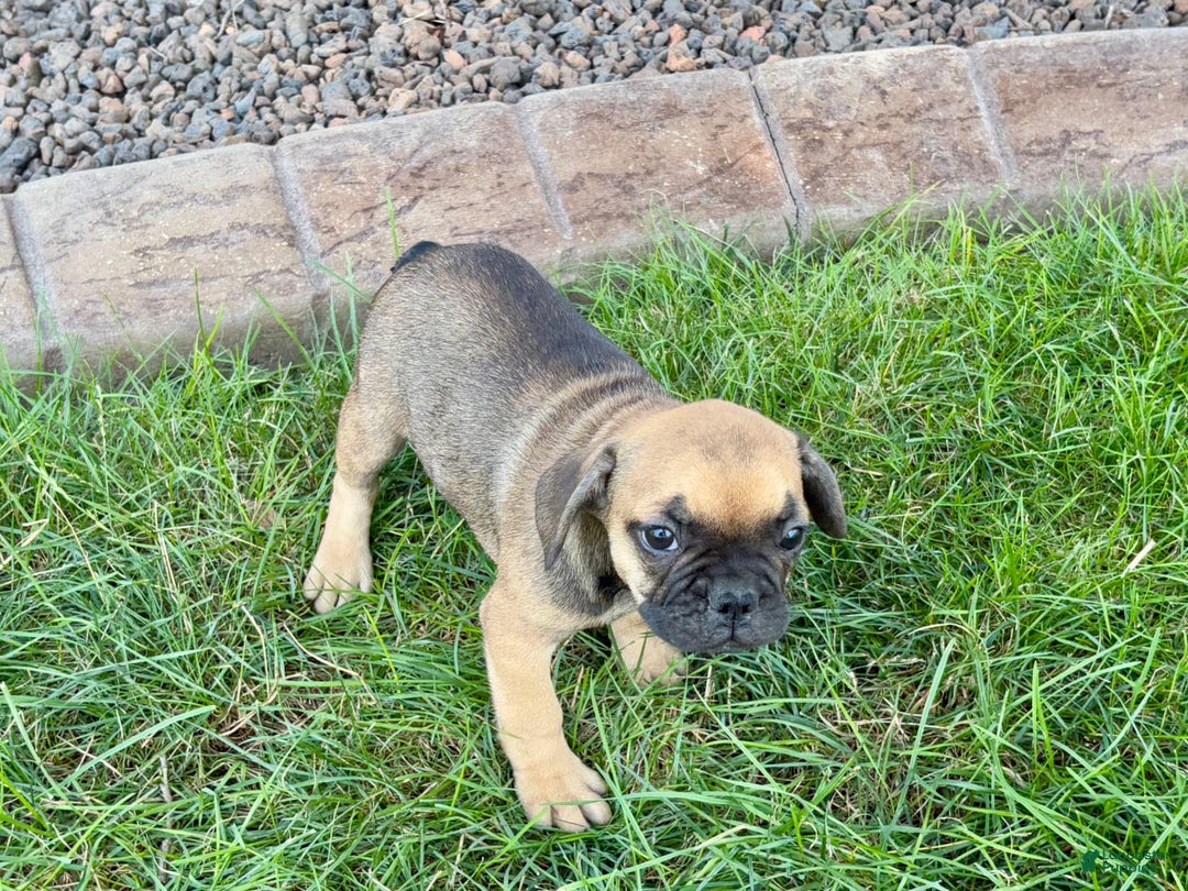 French Bulldog dogs for sale: Candice - Image 6