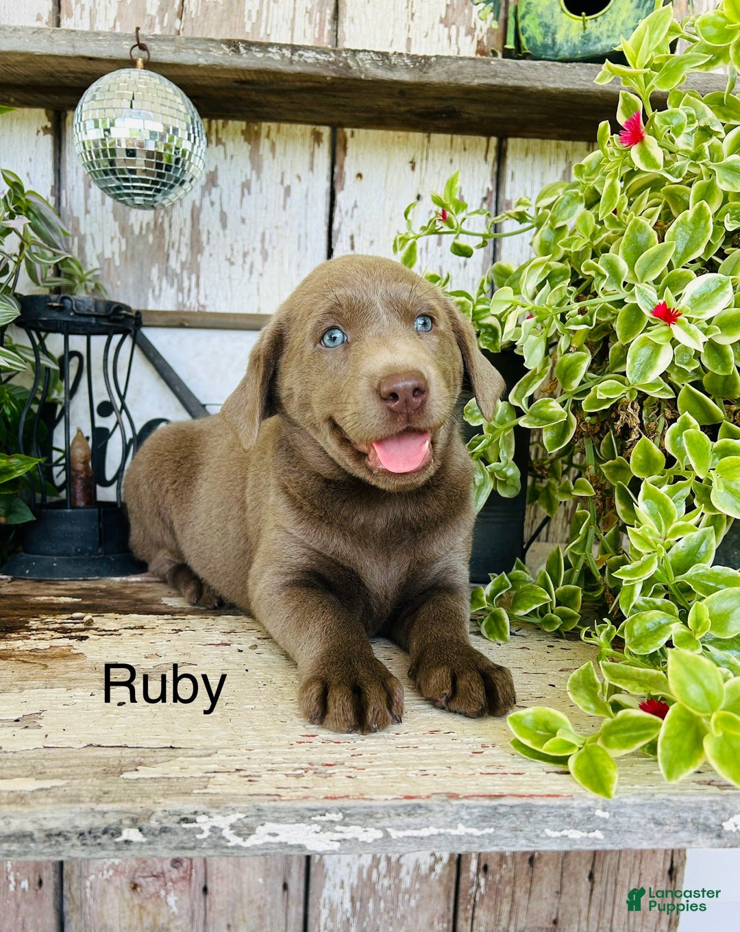 Labrador Retriever dogs for sale: Ruby - Image 1