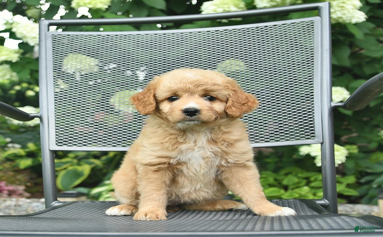 Mini Goldendoodle dogs for sale - Ad 4