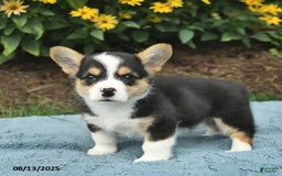 Welsh Corgi Pembroke dogs for sale: Salty - Image 1