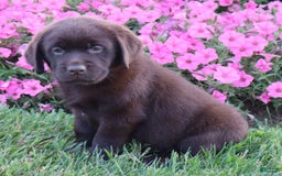 Labrador Retriever dogs for sale: Tulip - Image 4