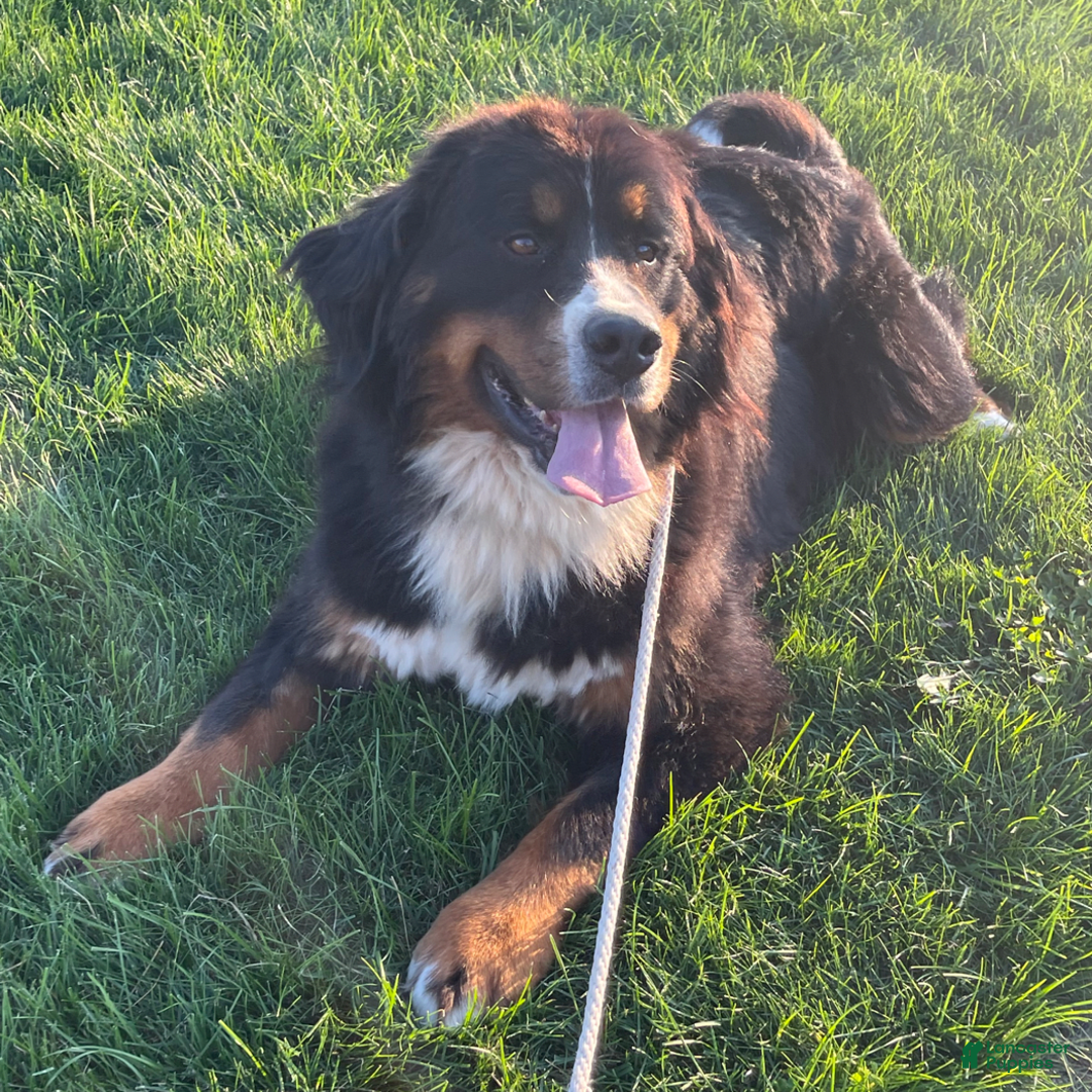 Bernedoodle dogs for sale: Charlotte - Image 6