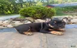French Bulldog dogs for sale: Minnie - Image 5