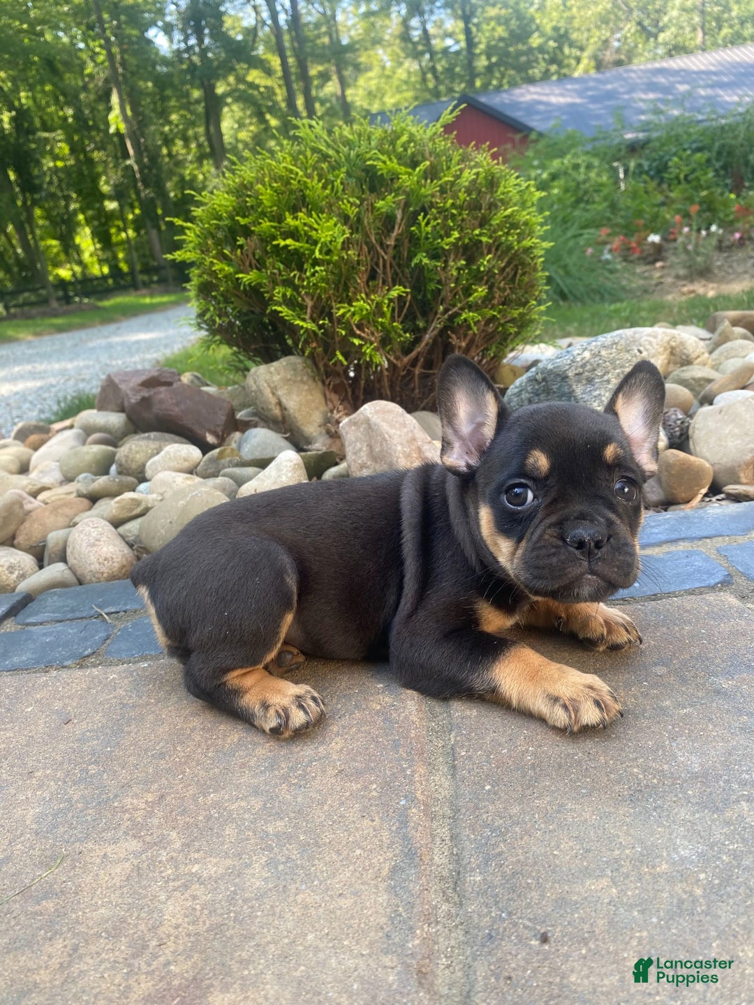 French Bulldog dogs for sale: Minnie - Image 5