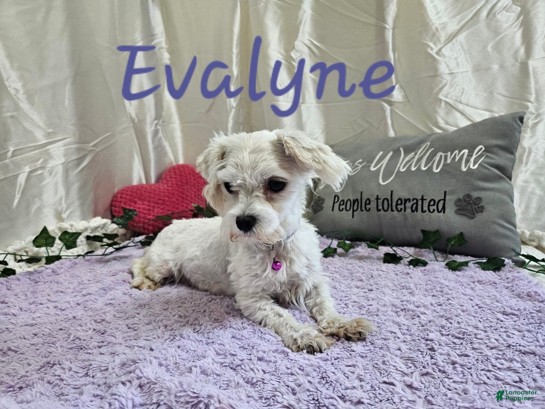 Morkie dogs for sale: Princess - Image 6