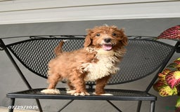 Mini Goldendoodle dogs for sale: Lilac - Image 6