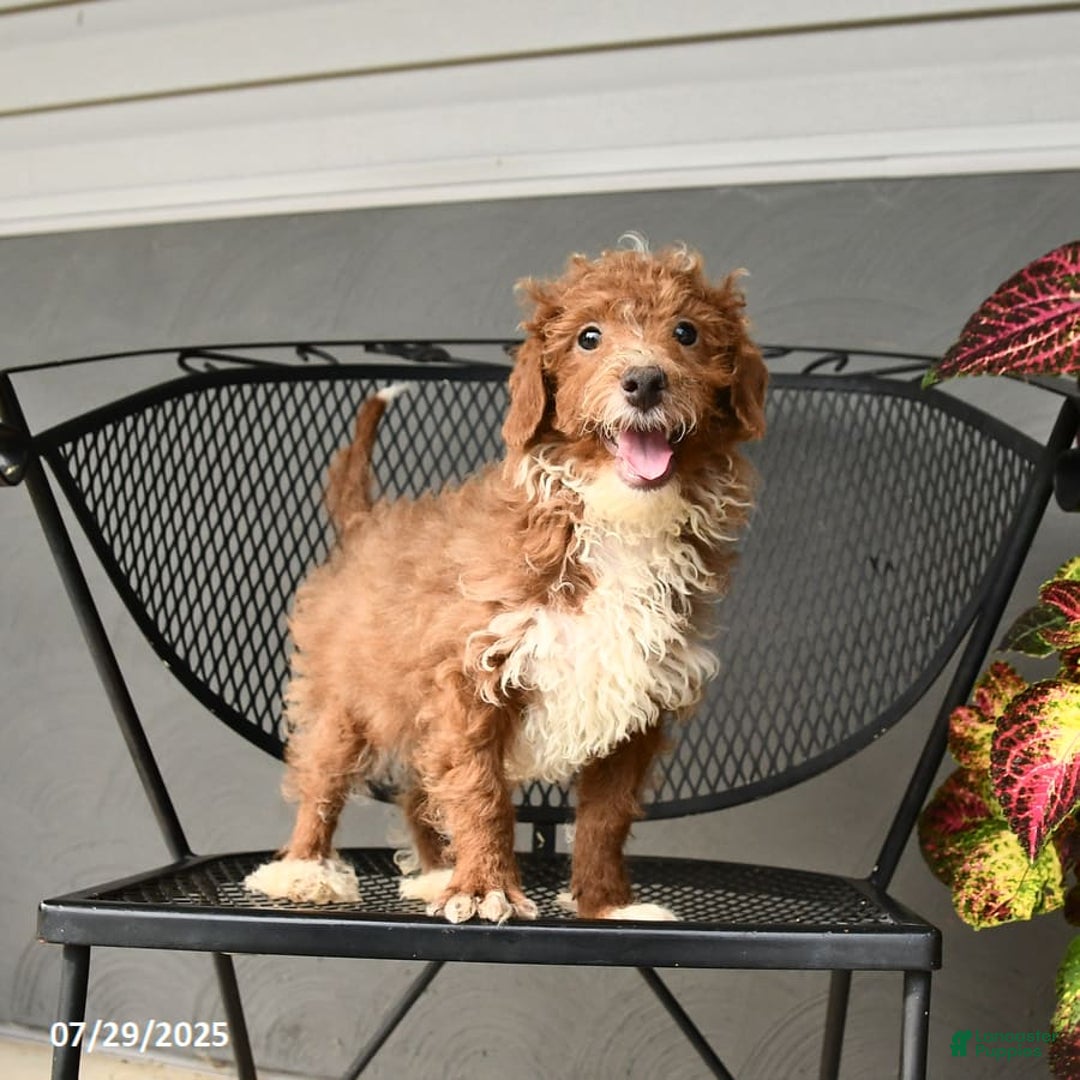 Mini Goldendoodle dogs for sale: Lilac - Image 6
