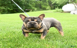 French Bulldog dogs for sale: Daisy - Image 7
