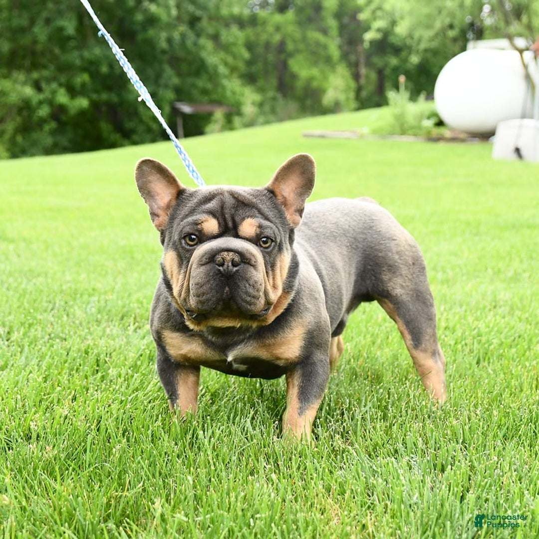 French Bulldog dogs for sale: Daisy - Image 7