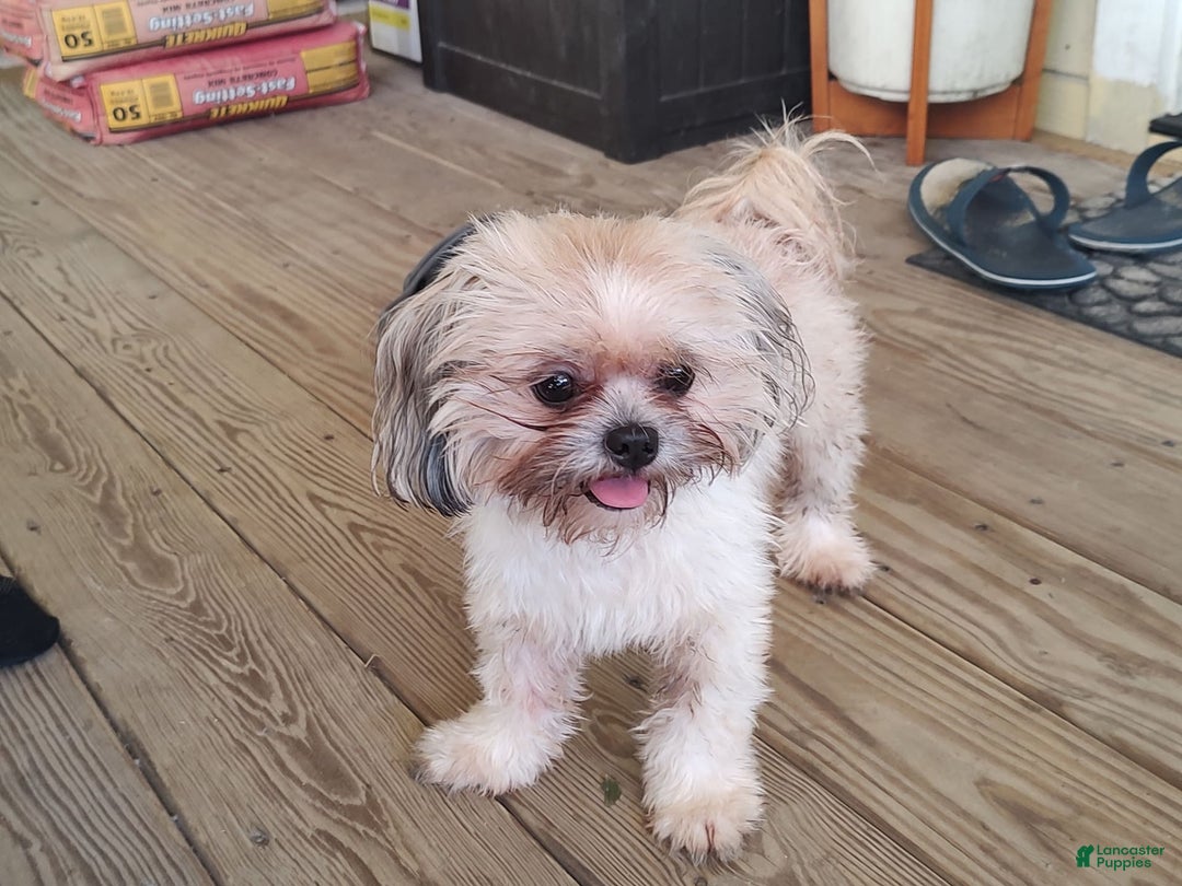 Shih Tzu dogs for sale: Junior - Image 2