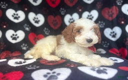 Cavapoo dogs for sale: Ace - Image 7