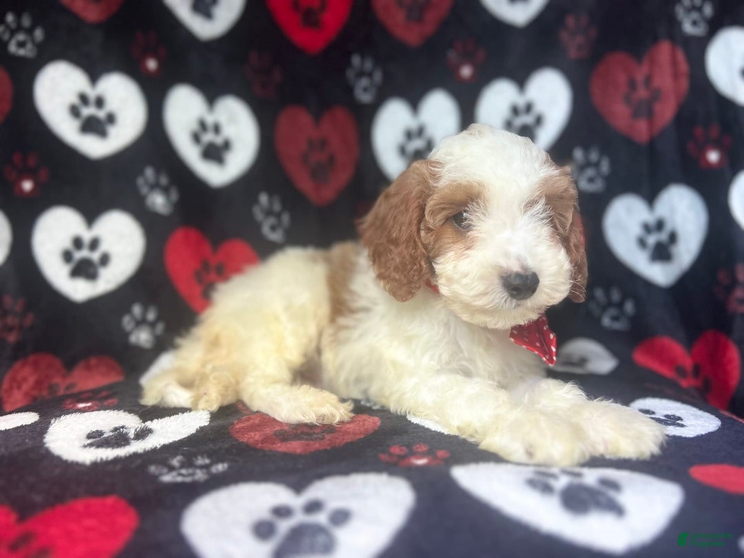 Cavapoo dogs for sale: Ace - Image 7