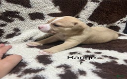 American Bully dogs for sale: Ace - Image 2