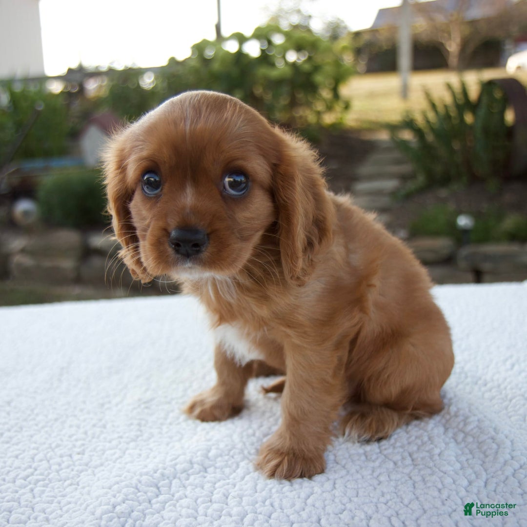 Cavalier King Charles Spaniel dogs for sale: Cruz - Image 3