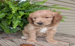 Goldendoodle dogs for sale: Lolly - Image 28