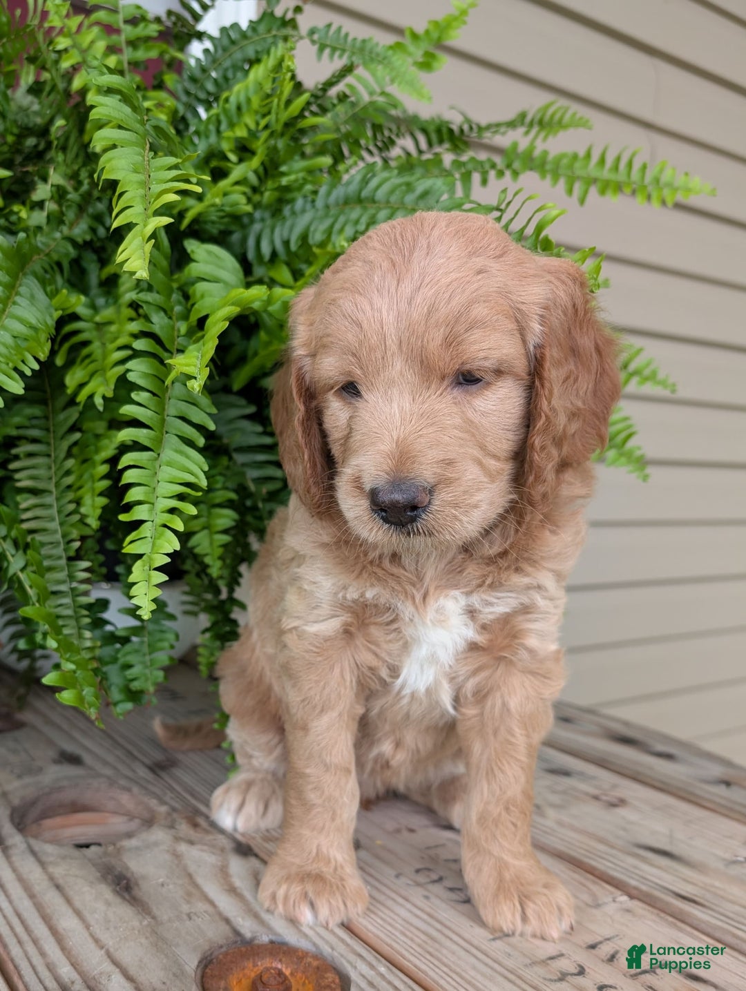 Goldendoodle dogs for sale: Lolly - Image 28