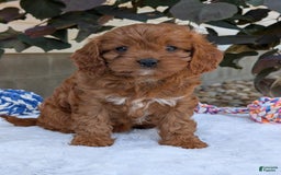 Cavapoo dogs for sale: Darla - Image 13
