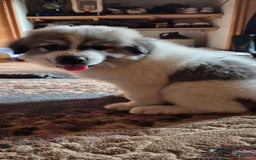 Great Pyrenees dogs for sale: Yellow - Image 6