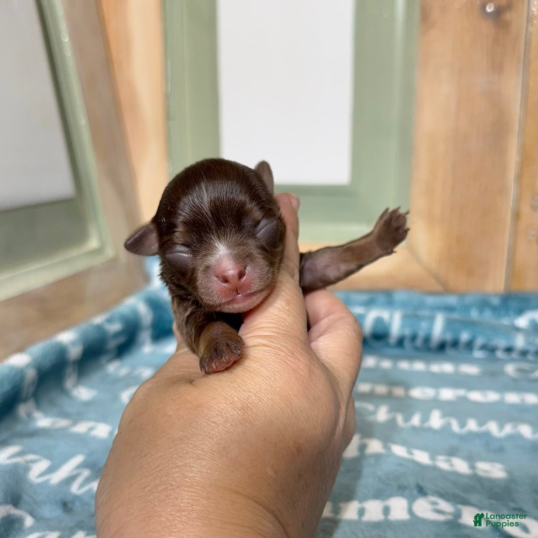 Chihuahua dogs for sale: Theodore Chocolate Lc - Image 21