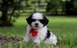 Shihpoo dogs for sale: Landon - Image 2