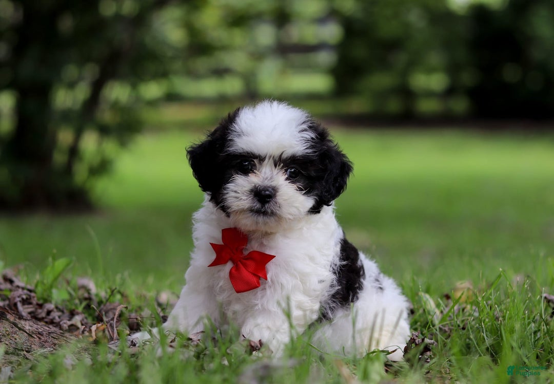 Shihpoo dogs for sale: Landon - Image 2
