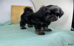 Yorkshire Terrier dogs for sale: Knight - Image 3