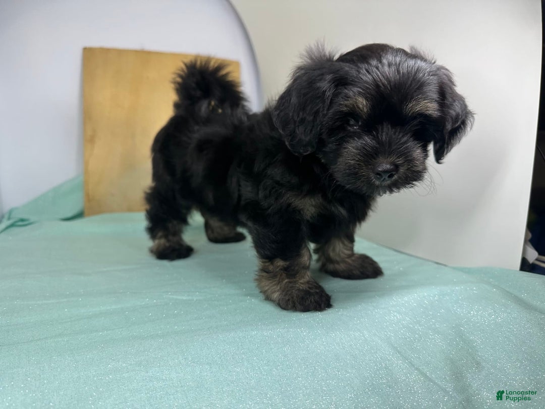 Yorkshire Terrier dogs for sale: Knight - Image 3