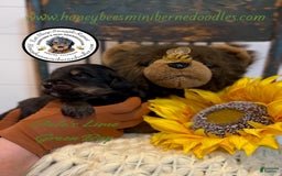 Mini Bernedoodle dogs for sale: Aelas Lime Green Boy - Image 1