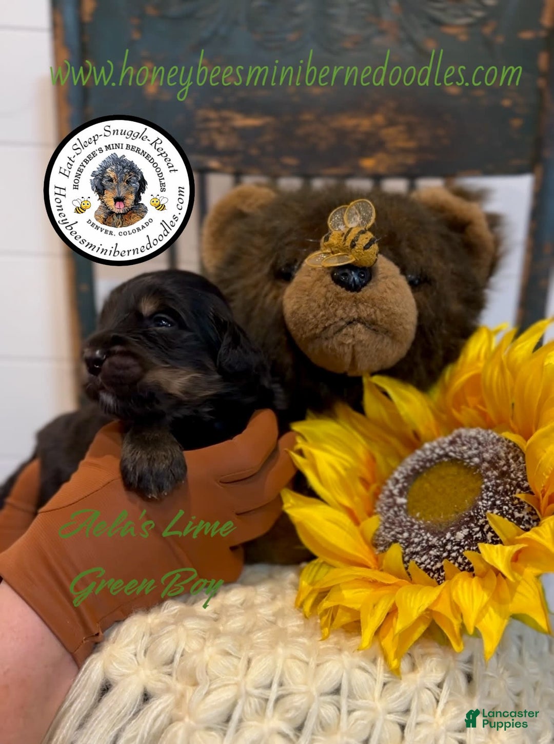Mini Bernedoodle dogs for sale: Aelas Lime Green Boy - Image 1