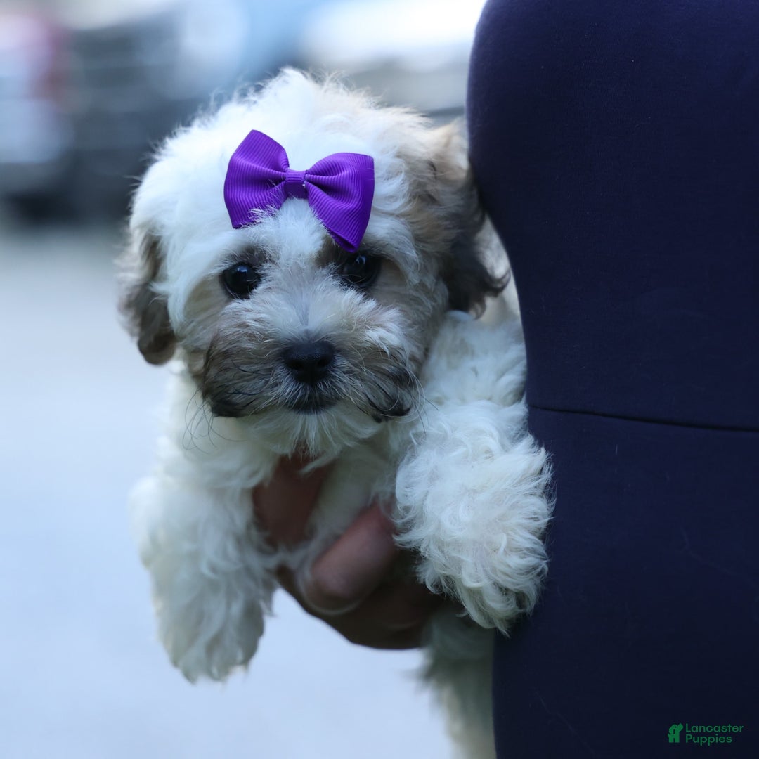 Shihpoo dogs for sale: Scarlett - Image 14