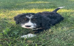 Bernedoodle dogs for sale: Maggie - Image 5
