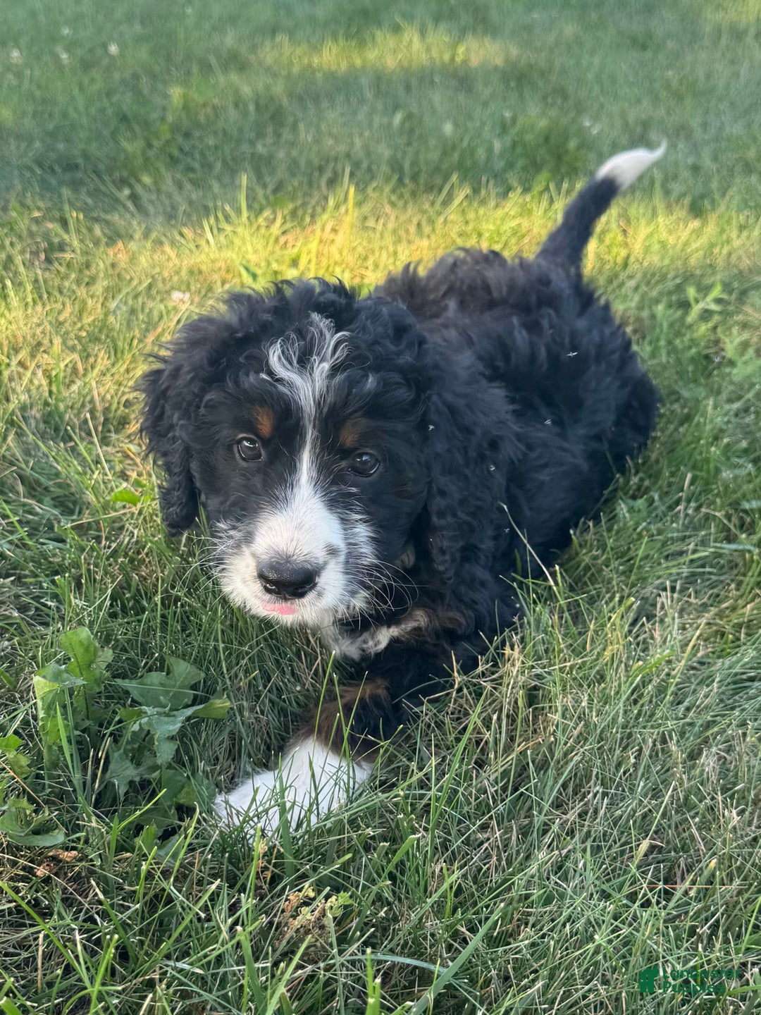 Bernedoodle dogs for sale: Maggie - Image 5
