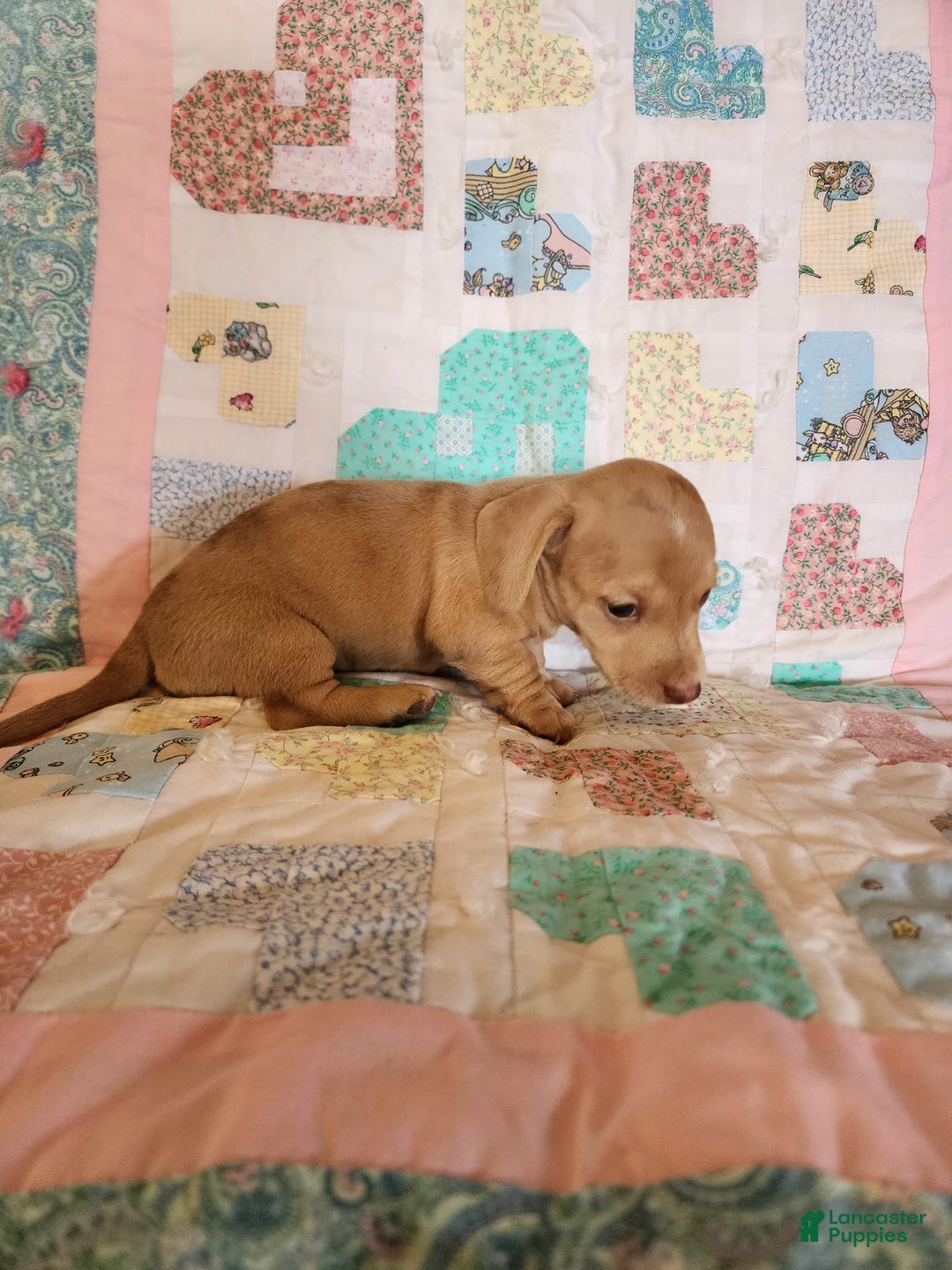 Miniature Dachshund dogs for sale: Cora - Image 11