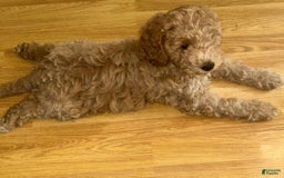 Cavapoo dogs for sale: Davy - Image 3