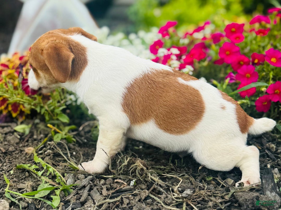 Jack Russell Terrier dogs for sale: Lindon - Image 6