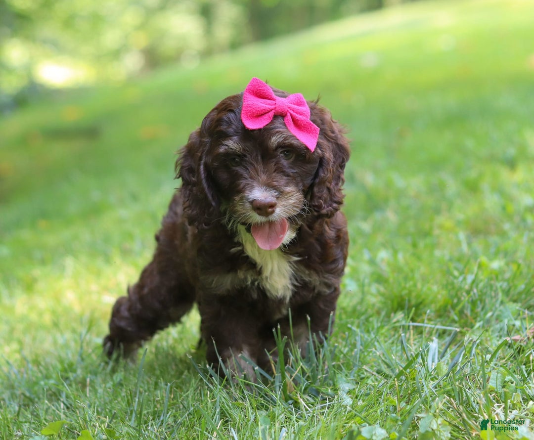 Cockapoo dogs for sale: Precious - Image 7