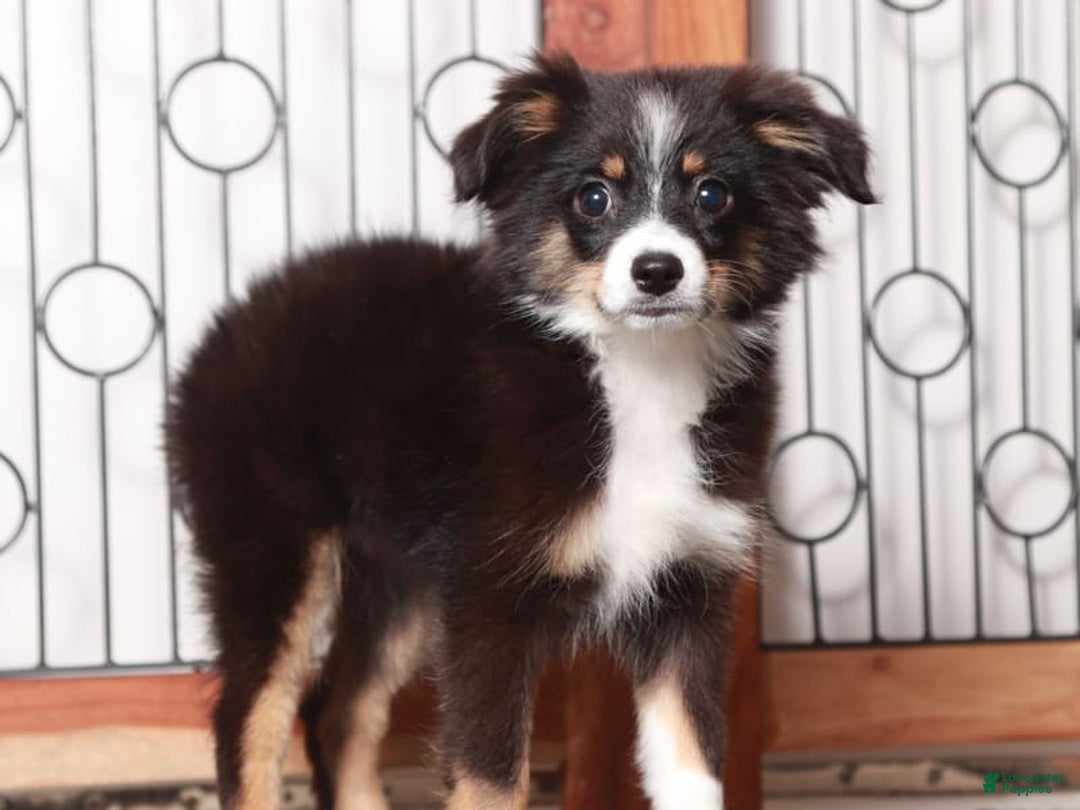 Miniature Australian Shepherd dogs for sale: Stella - Image 2