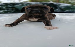 American Pit Bull Terrier dogs for sale: Jack - Image 13