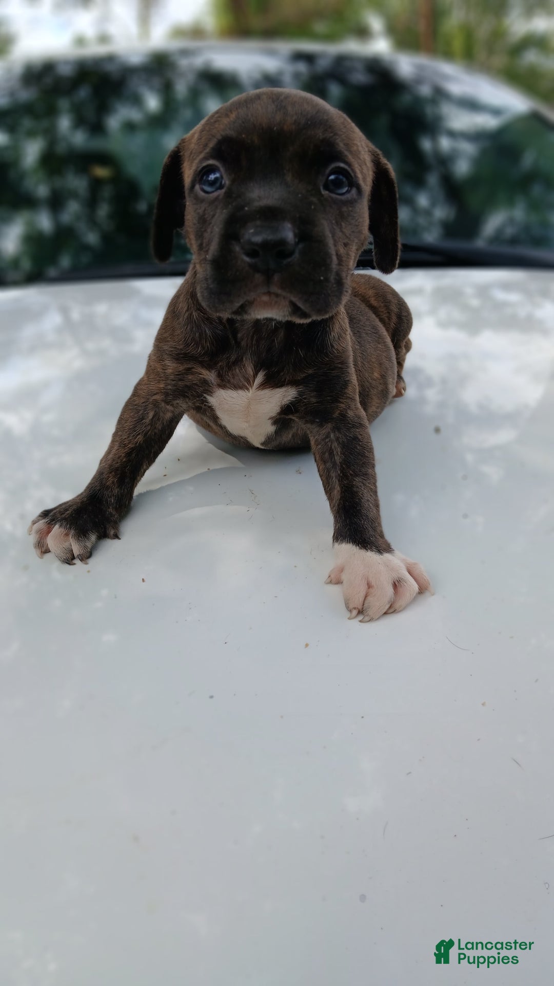 American Pit Bull Terrier dogs for sale: Jack - Image 13