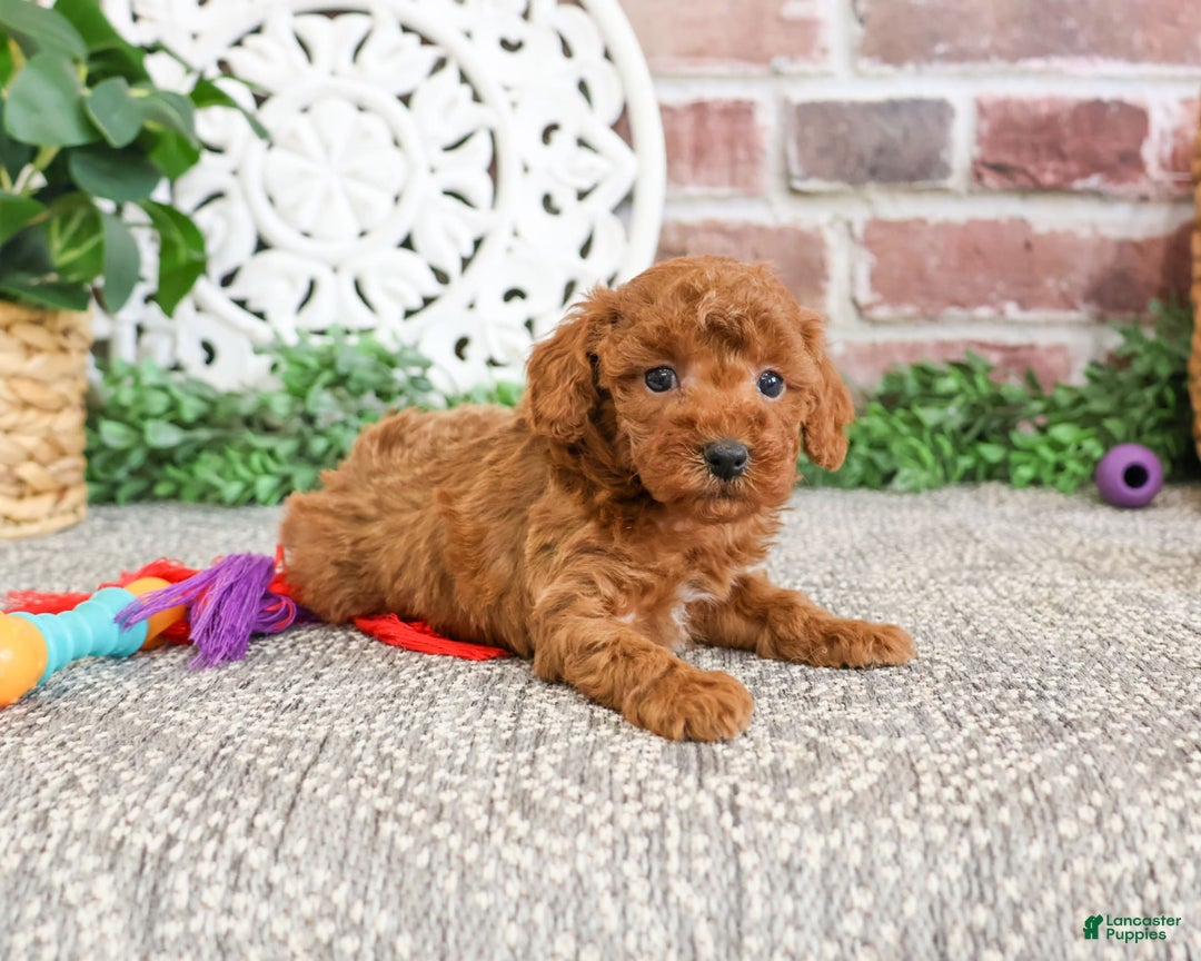 Miniature Poodle dogs for sale: Glamour - Image 1