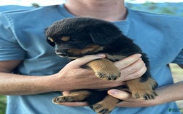 Golden Retriever dogs for sale: Female 5 - Image 1
