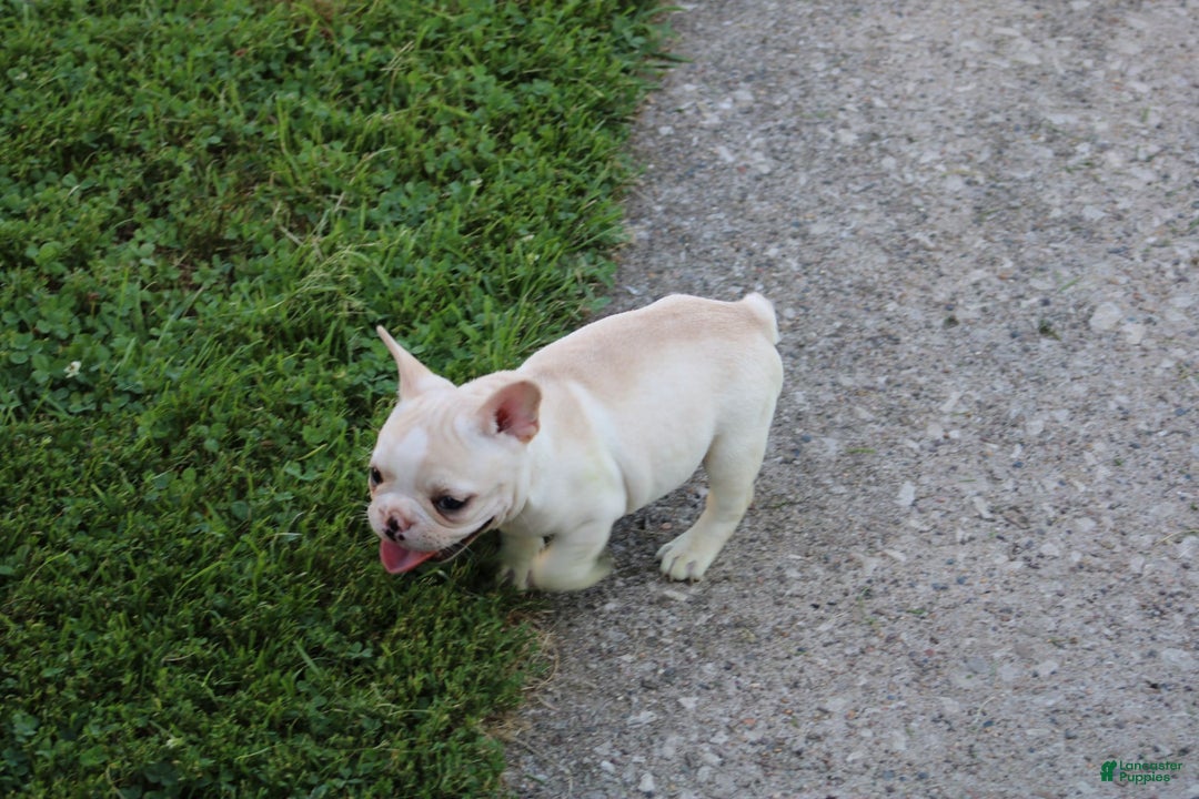 French Bulldog dogs for sale: Melanie - Image 10