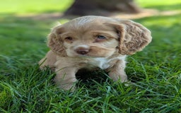 Cocker Spaniel dogs for sale: Sammy - Image 2
